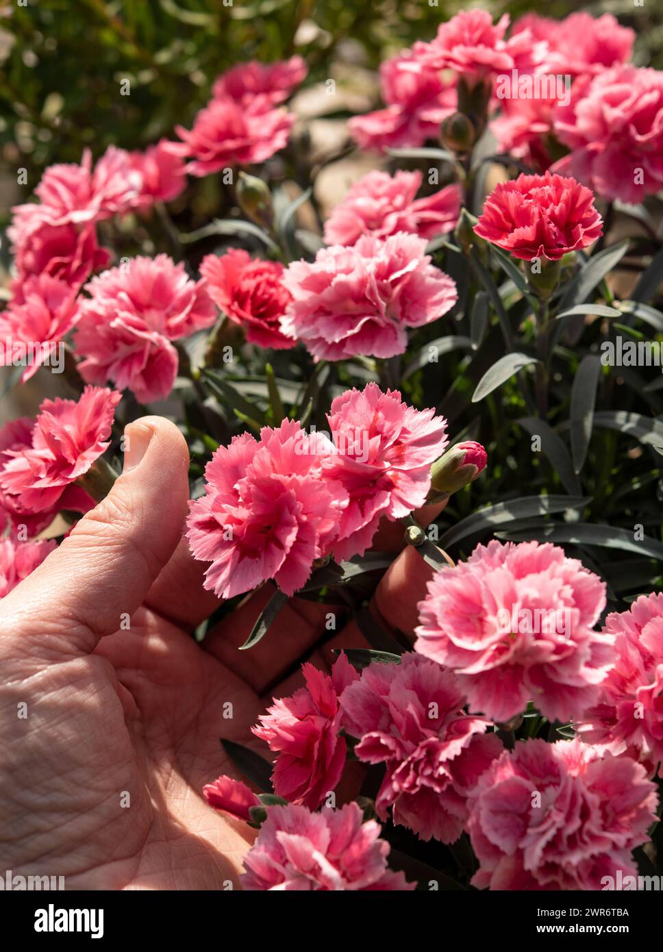 Dianthus gratianopolitanus, commonly known as the Cheddar pink or clove pink Stock Photo