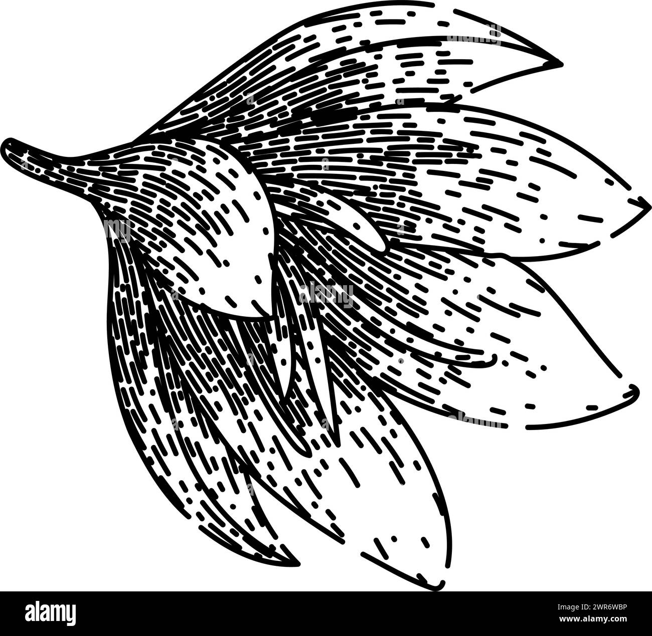 crocus saffron sketch hand drawn vector Stock Vector Image & Art Alamy