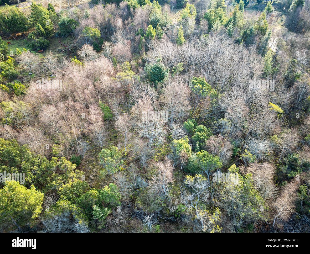Weathered plantation forest in northwest Denmark Stock Photo