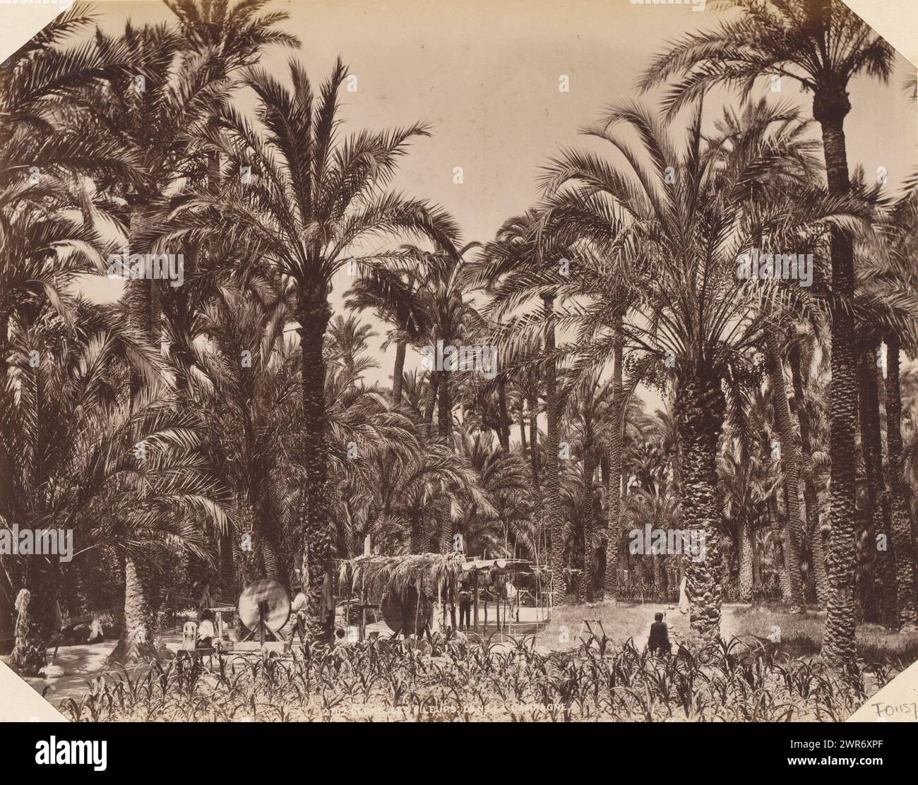 Working people between palm trees near Elx, Elche, les fleurs dans la campaign, This photo is part of an album., anonymous, c. 1885 - in or before 3-Apr-1892, photographic support, albumen print, height 215 mm × width 274 mm, photograph Stock Photo