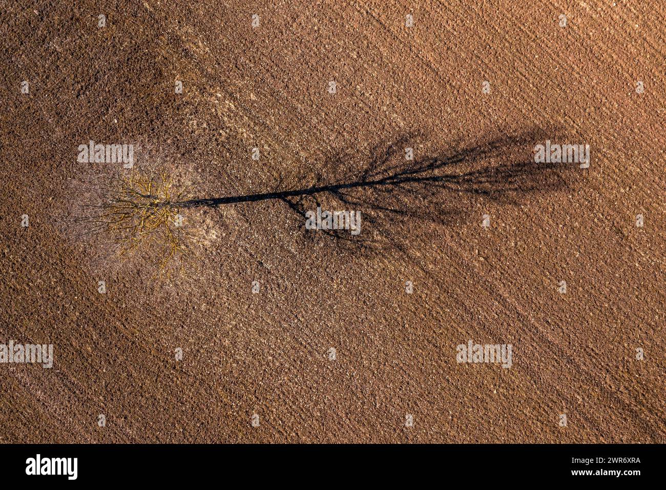 Top down aerial view of a lonely tree with long shadow in the middle of ...