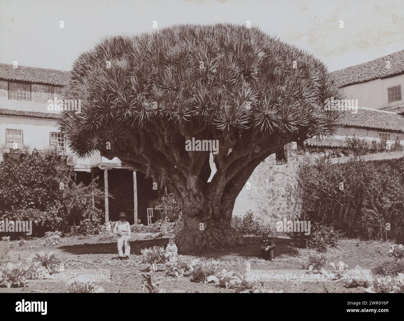 Three people under a dragon tree, Tenerife, Drago Laguna (title on object), Fotografia Alemana, Tenerife, 1880 - 1910, baryta paper, height 162 mm × width 221 mm, photograph Stock Photo