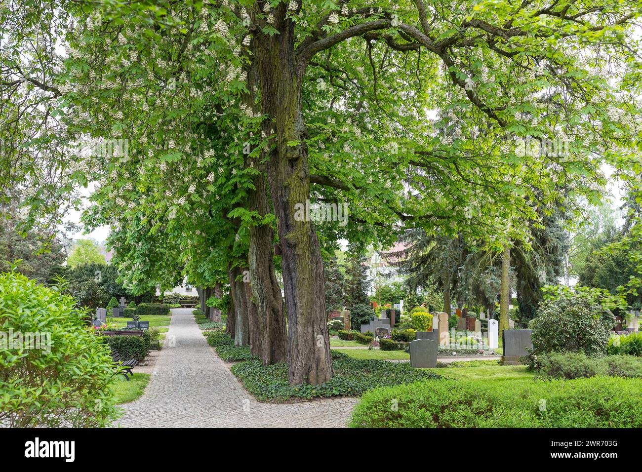 Halballee mit blühenden Weißen Rosskastanien Aesculus hippocastanum auf dem Trinitatisfriedhof in Riesa, Sachsen,, Deutschland *** Half avenue with fl Stock Photo