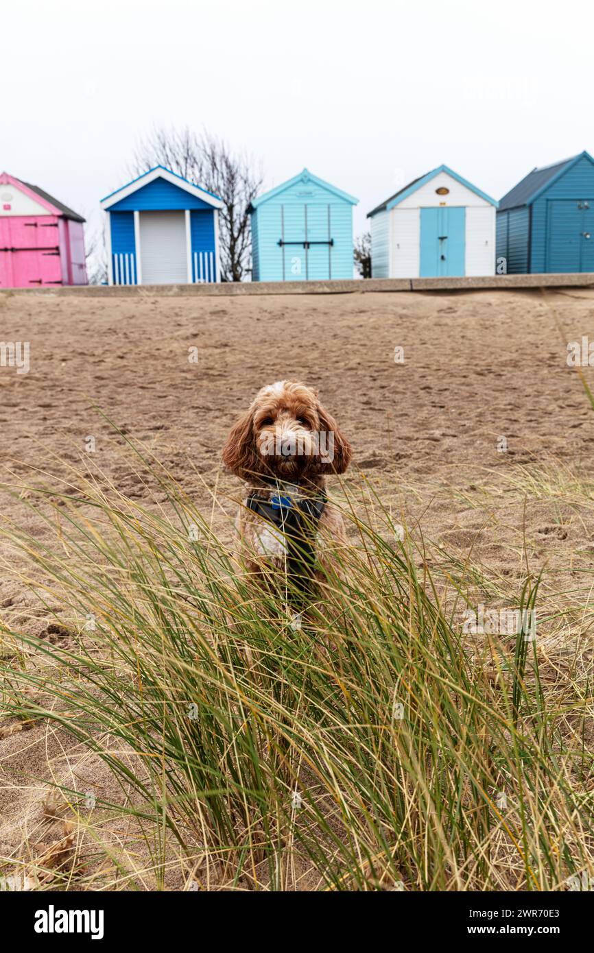 beach huts, beach, huts, chalets, beach hut, hut, Chapel St Leonards