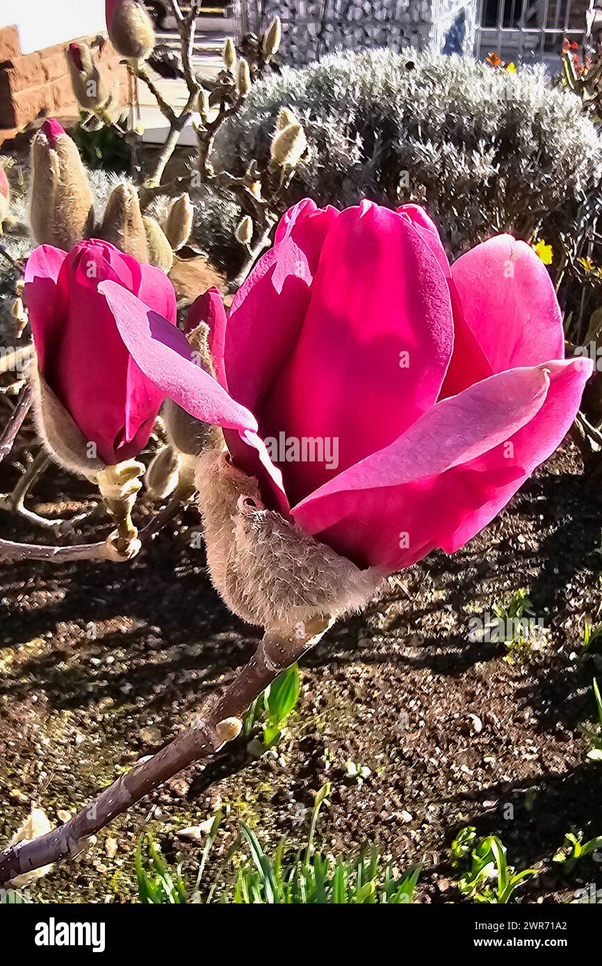 Oberirsen Themenfoto: Natur, Fruehling, Pflanzen, Blueten, Magnolie, 11.03.2024 Lilafarbene Magnolienbluete Themenfoto: Natur, Fruehling, Pflanzen, Blueten, Magnolie, 11.03.2024 *** Oberirsen Theme photo nature, spring, plants, blossoms, magnolia, 11 03 2024 Purple magnolia blossom Theme photo nature, spring, plants, blossoms, magnolia, 11 03 2024 Copyright: xAugstx/xEibner-Pressefotox EP jat Stock Photo