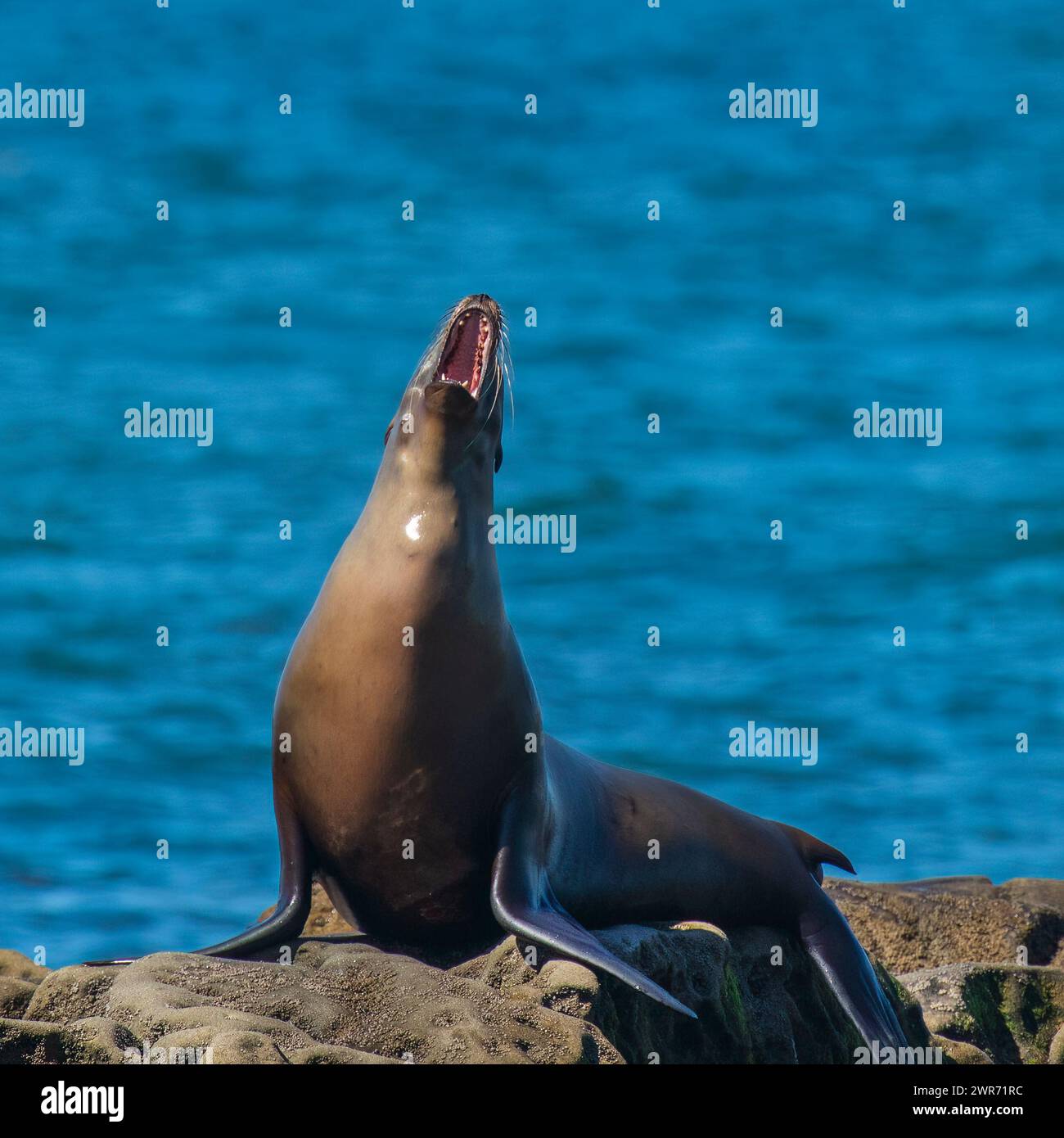 single large sea lion raises head barks showing red mouth teeth ...