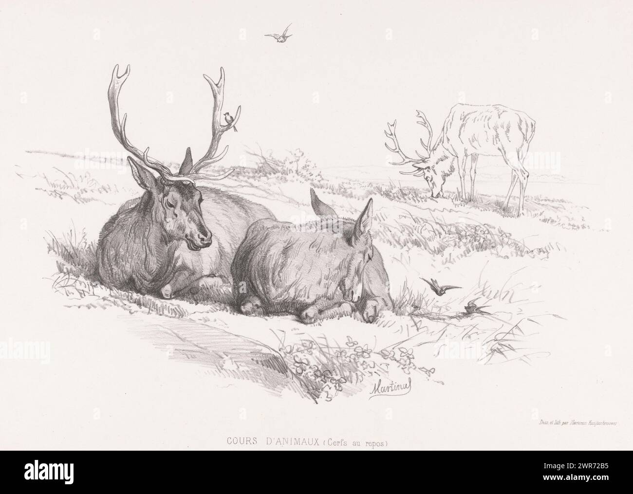 Resting deer, Cerfs au repos (title on object), Cours d'animaux (series title on object), There is a bird in the antlers of the male. Numbered bottom center: 7., print maker: Martinus Antonius Kuytenbrouwer jr., after design by: Martinus Antonius Kuytenbrouwer jr., printer: Joseph Rose Lemercier, Paris, in or before 1860, paper, height 320 mm × width 490 mm, print Stock Photo