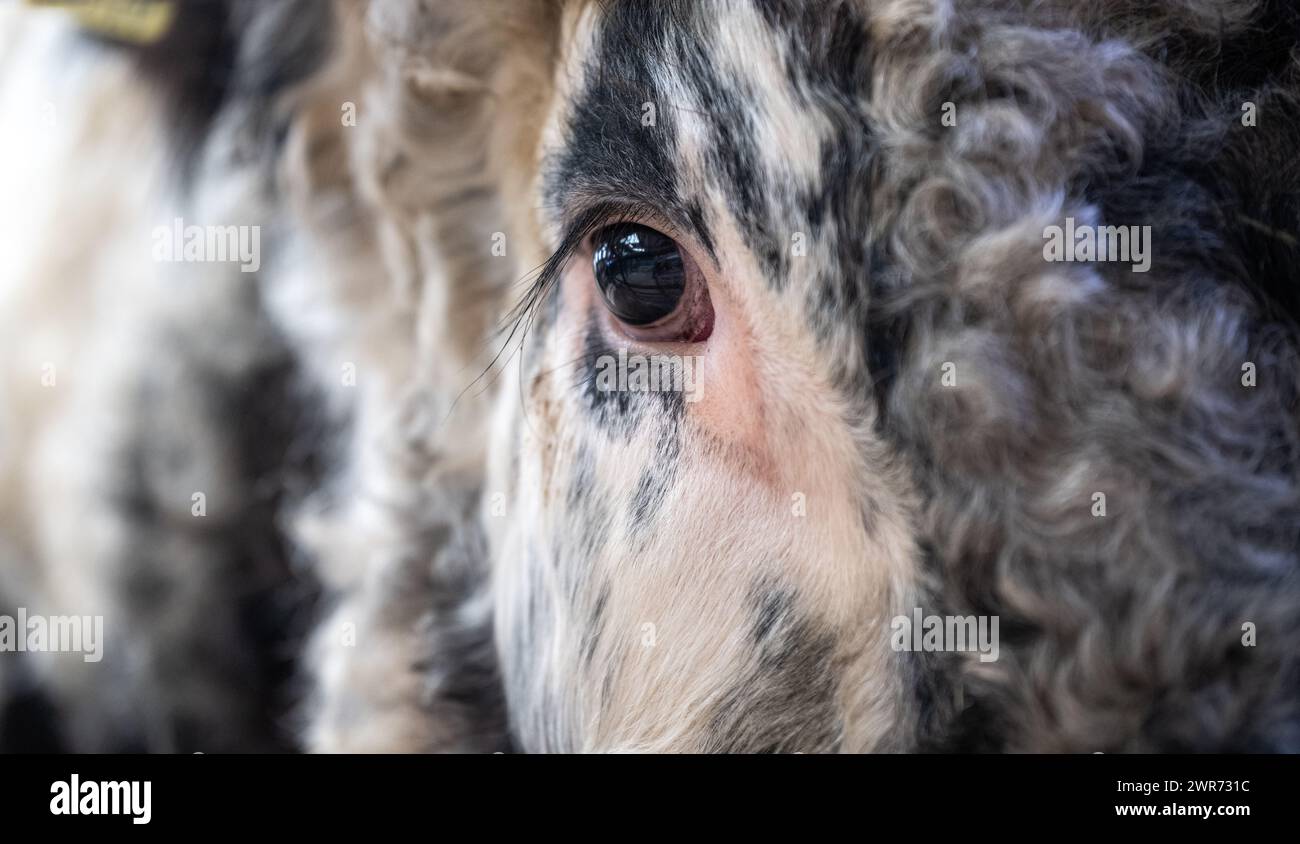 Close up of a Longhorn bulls head at a livestock sale. Lancashire, UK. Stock Photo