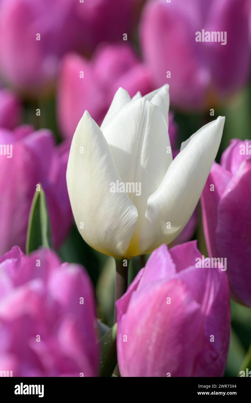 A single white tulip grows in a field full with pink tulips in the Netherlands during spring. Stock Photo