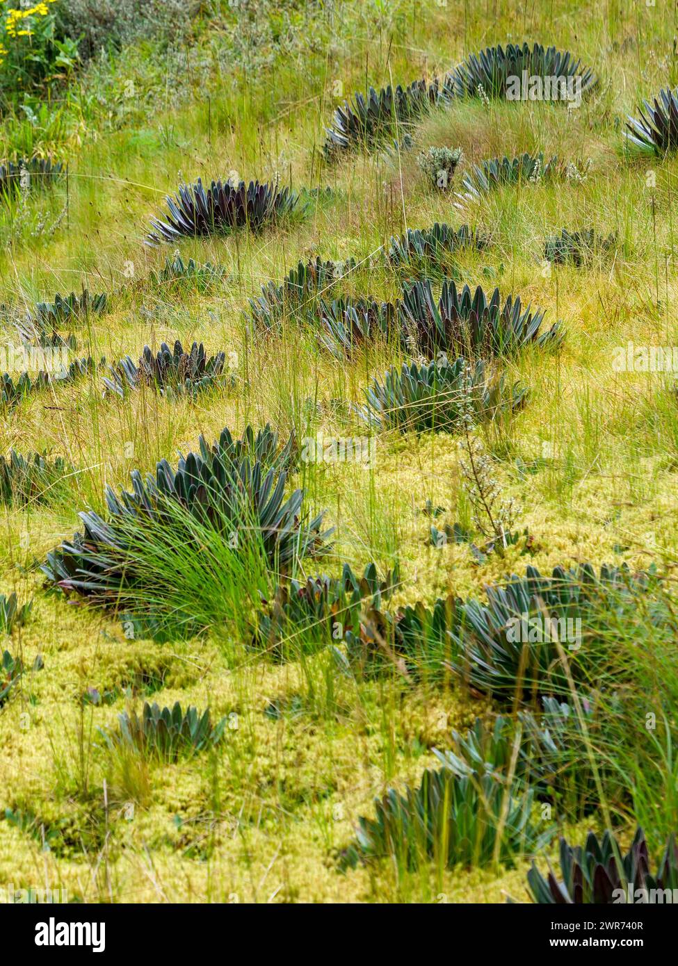 Rwenzori Lobelia (Lobelia bequaertii), Ruwenzori Mountains, Uganda, Africa. Ruwenzori lobelia in a meadow Stock Photo