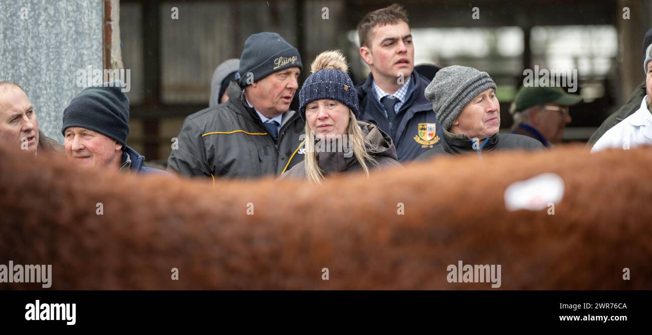 Sale of pedigree Luing cattle at Castle Douglas, spring 2024. Stock Photo