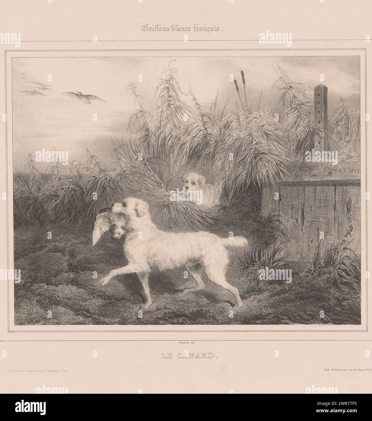 White French hunting dog has caught a duck, Griffons blancs français. Le canard (title on object), Hunting dogs (series title), Suite de Chiens (series title on object), Print is part of a cover with six prints., print maker: Francis Conscience, after painting by: Francis Conscience, printer: Joseph Rose Lemercier, Paris, 1837, paper, height 355 mm × width 556 mm, print Stock Photo