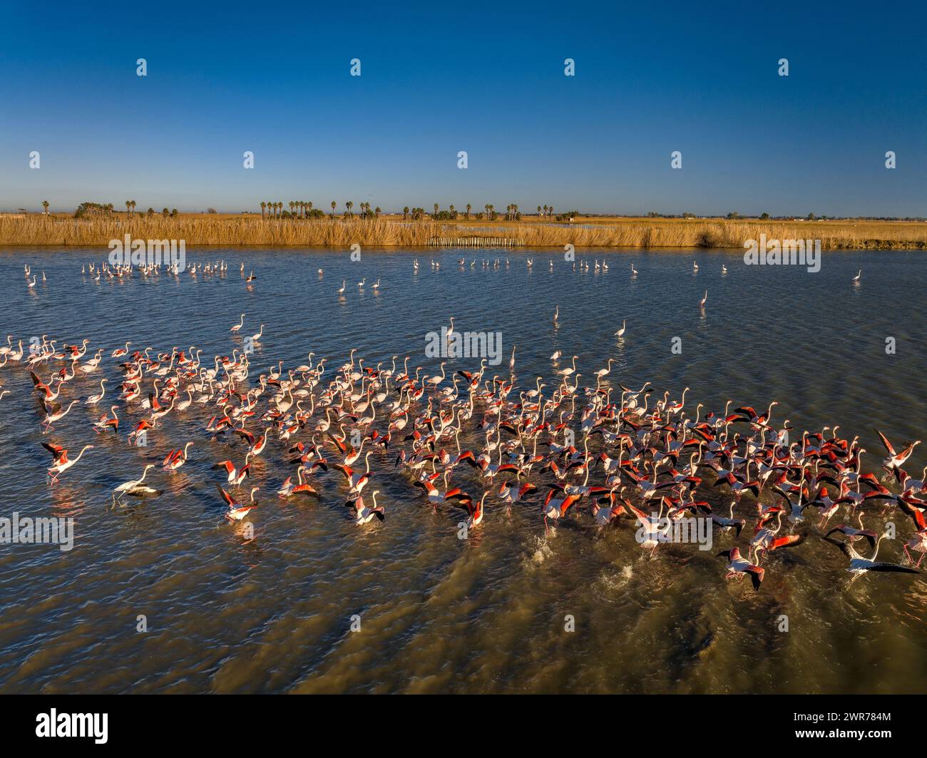 Un grupo de animales hi-res stock photography and images - Alamy