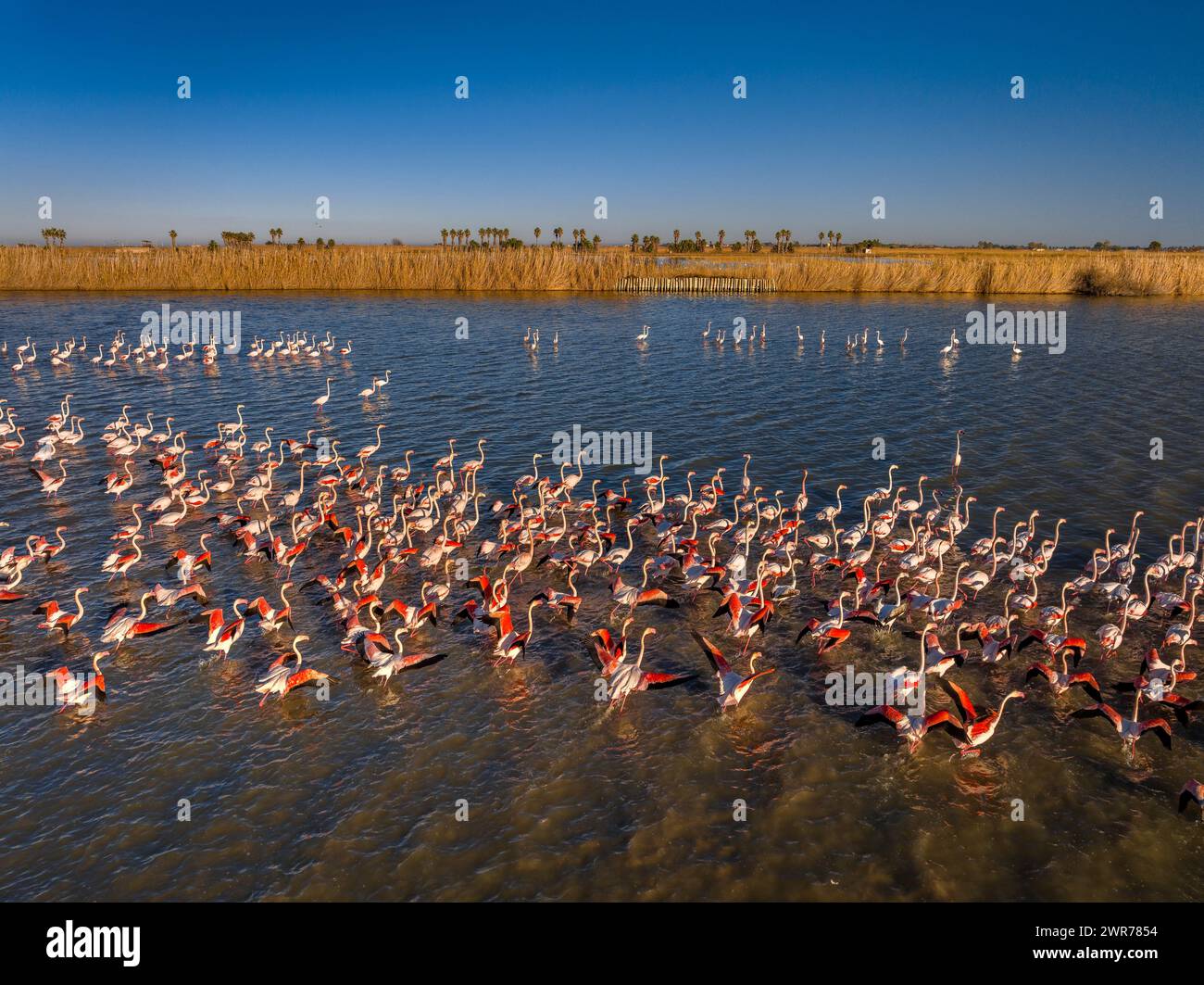 Canal de animales hi-res stock photography and images - Alamy