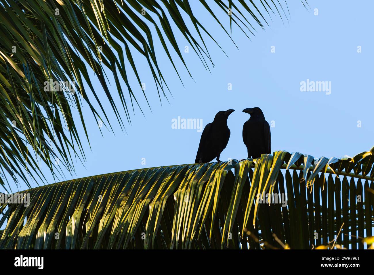 A couple of pair crows in the evening light looking at each other sits on palm tree branch sky background Stock Photo