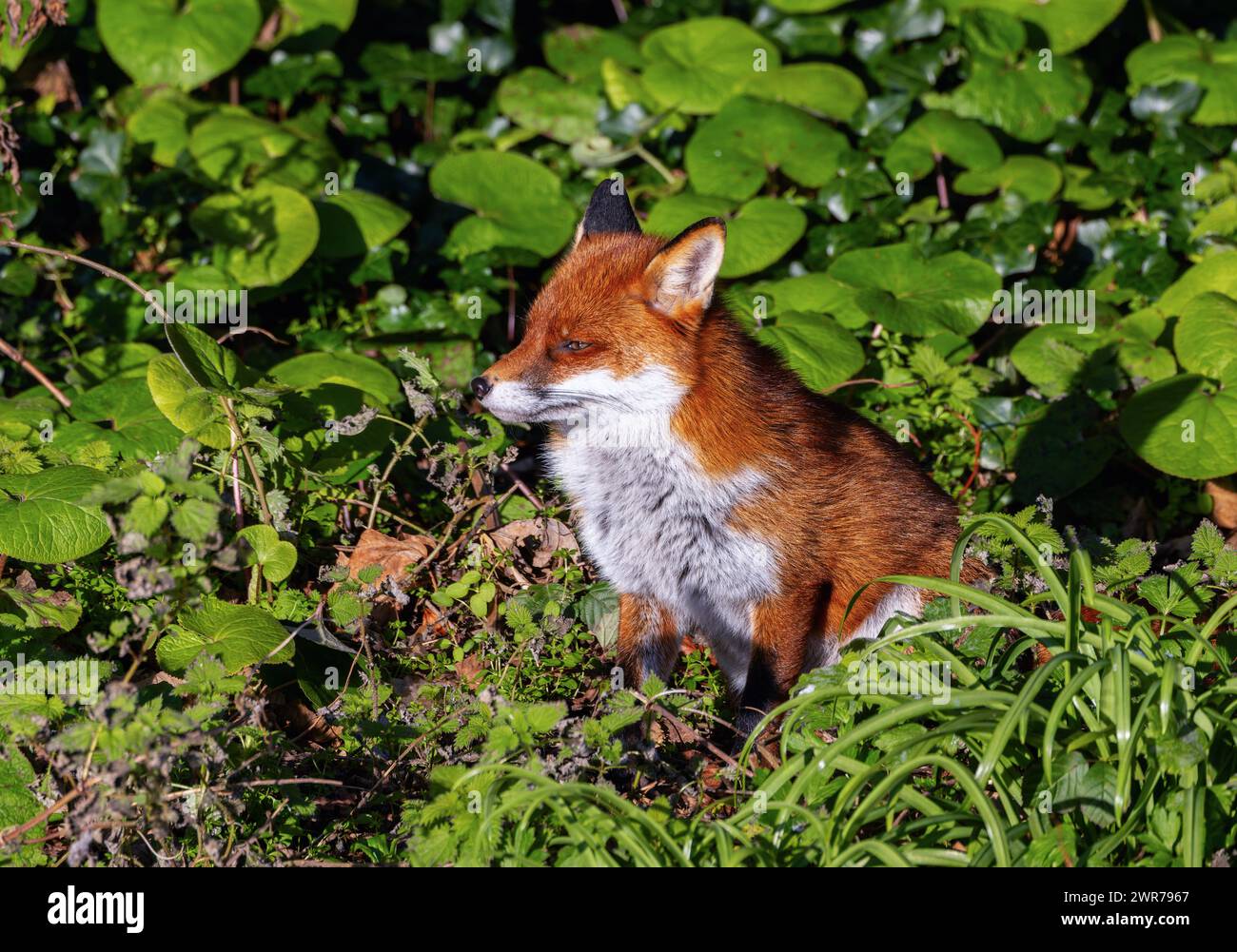 Wild red fox 'Vulpes vulpes', closeup side profile, sitting in green undergrowth. Wildlife in Dublin, Ireland Stock Photo