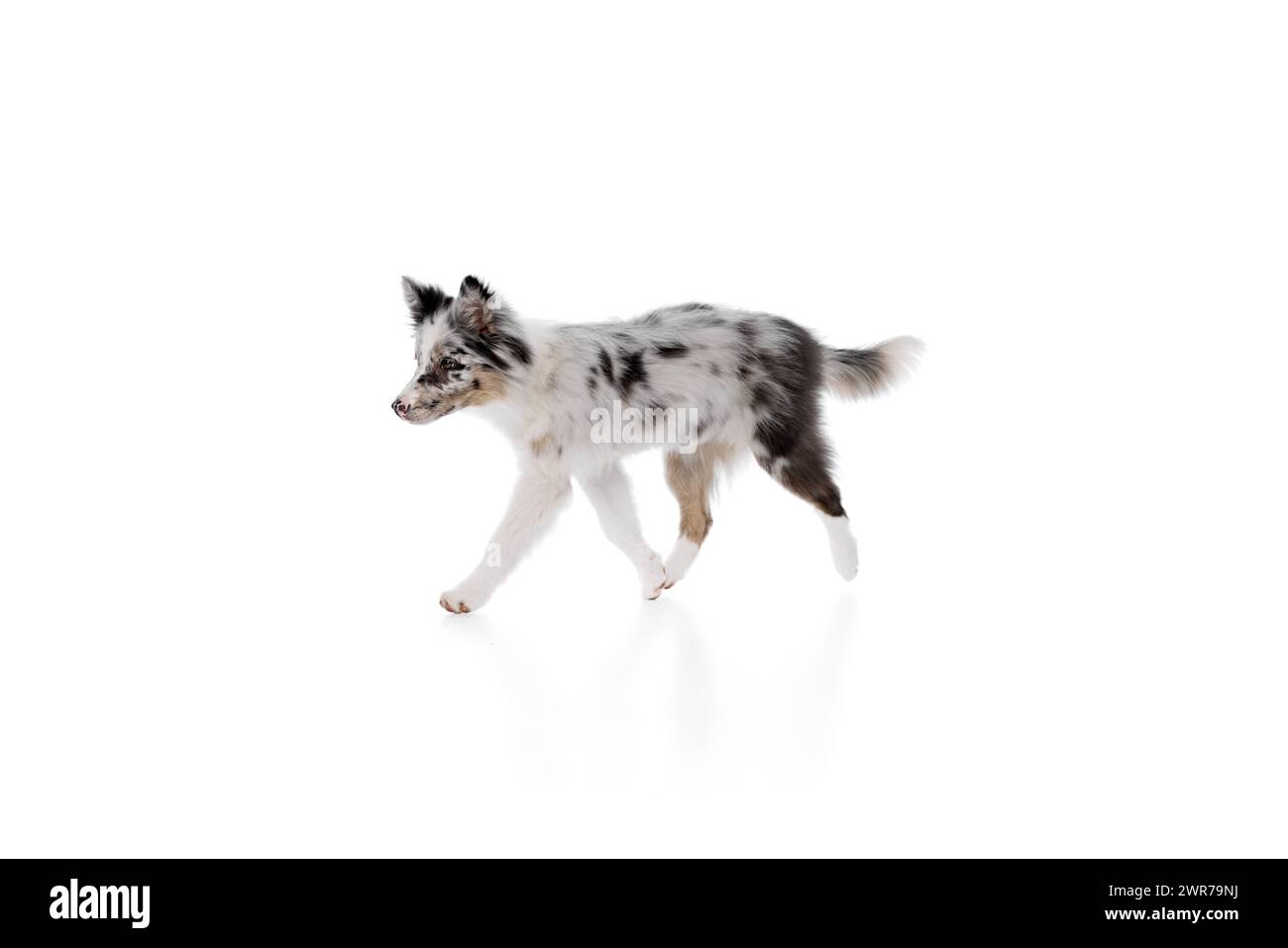 Cute little, puppy purebred Border Collie with marble fur running in