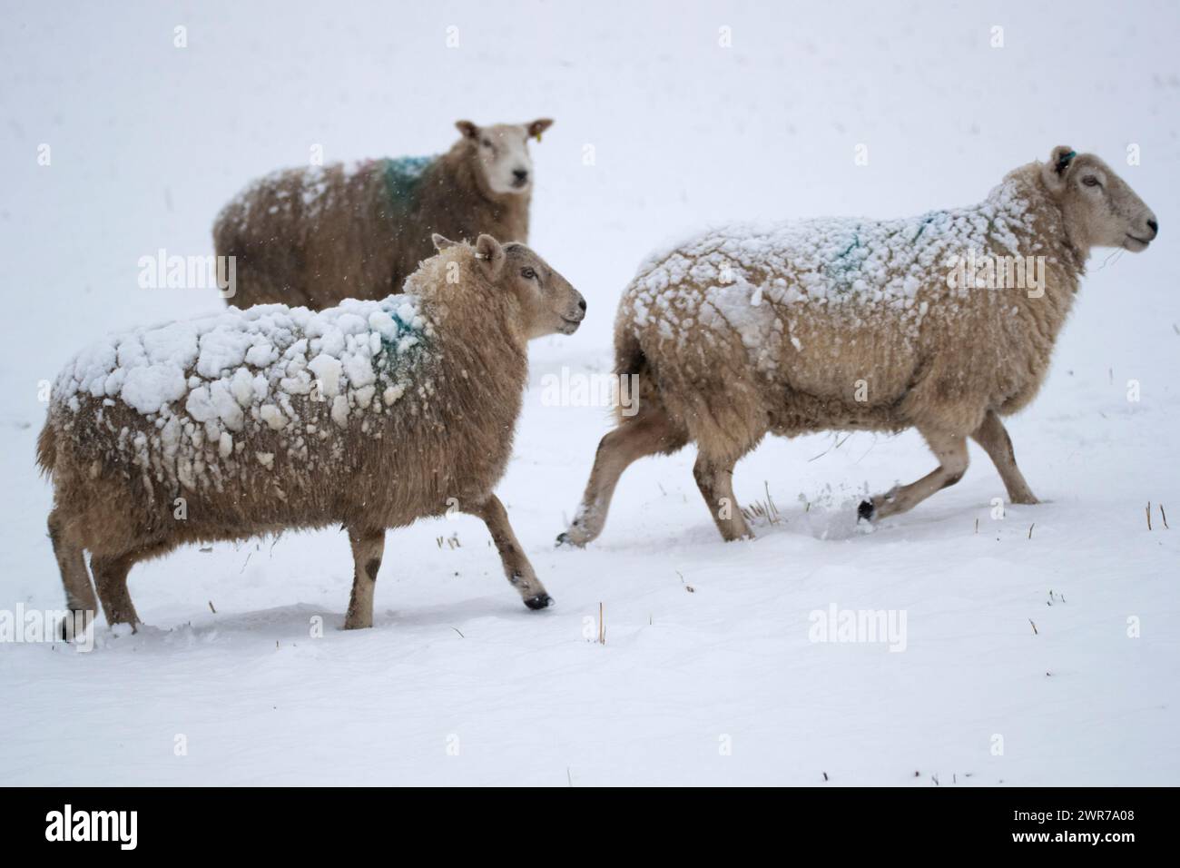 29/12/17  Sheep with snow on their backs near Biggin, Derbyshire. Stock Photo