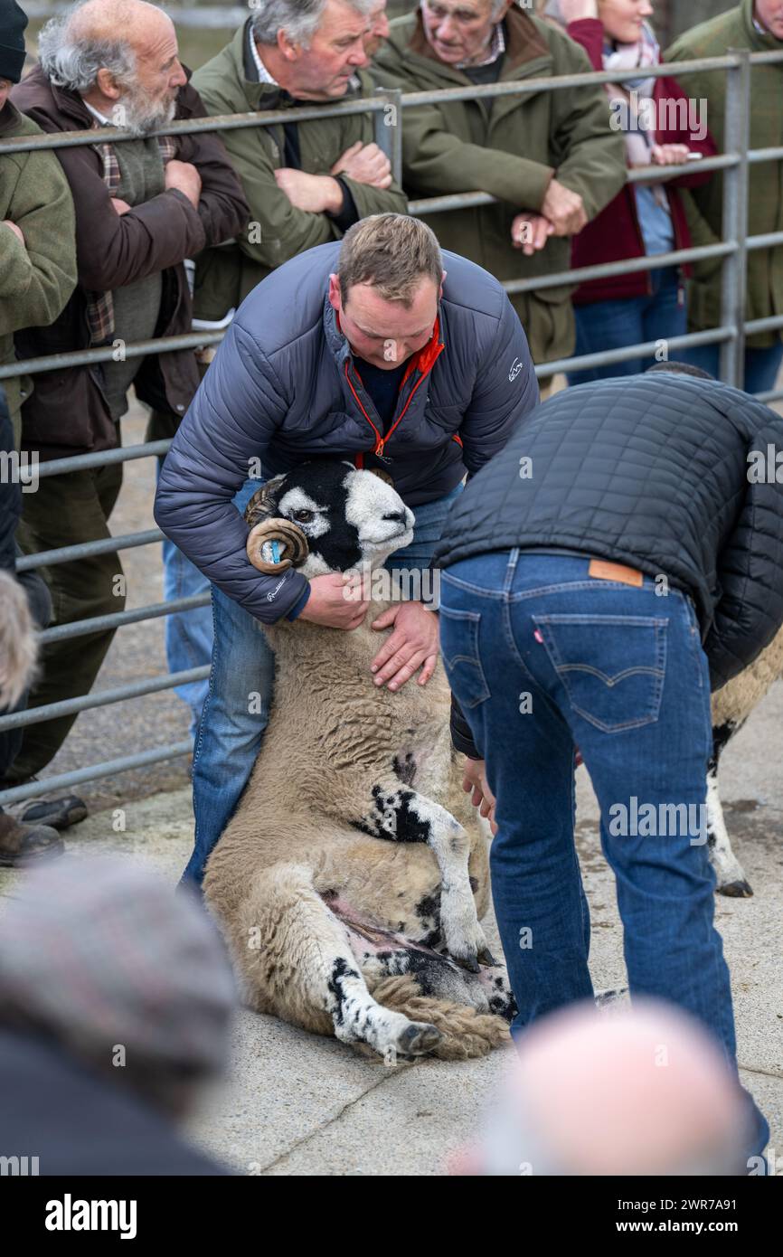 Swaledale ram sale at Hawes Auction mart, North Yorkshire. October 2024. Stock Photo