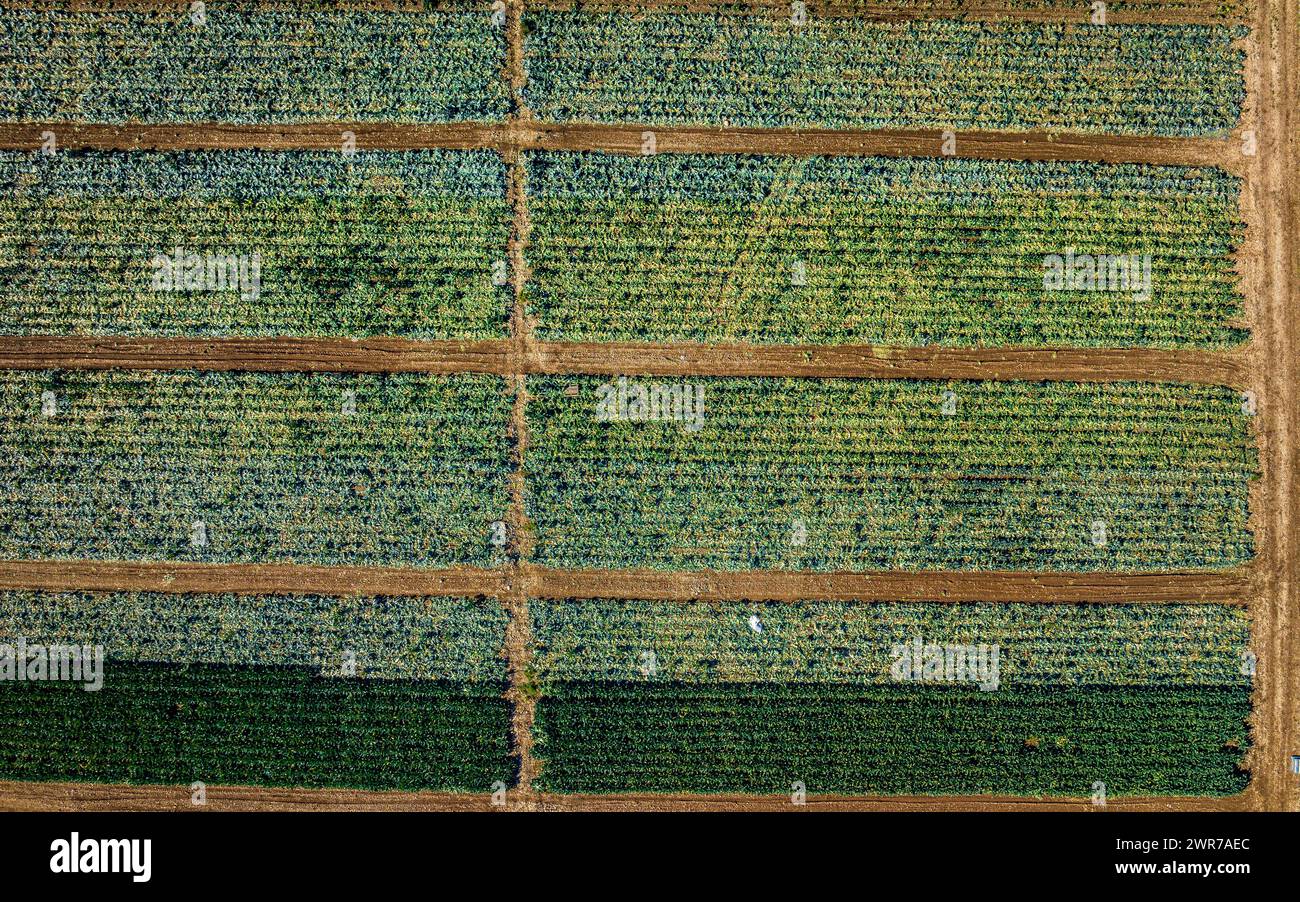 Aerial view of orchard fields near Camarles (Baix Ebre, Tarragona, Catalonia, Spain) ESP: Vista aérea de campos de huerta cerca de Camarles (España) Stock Photo