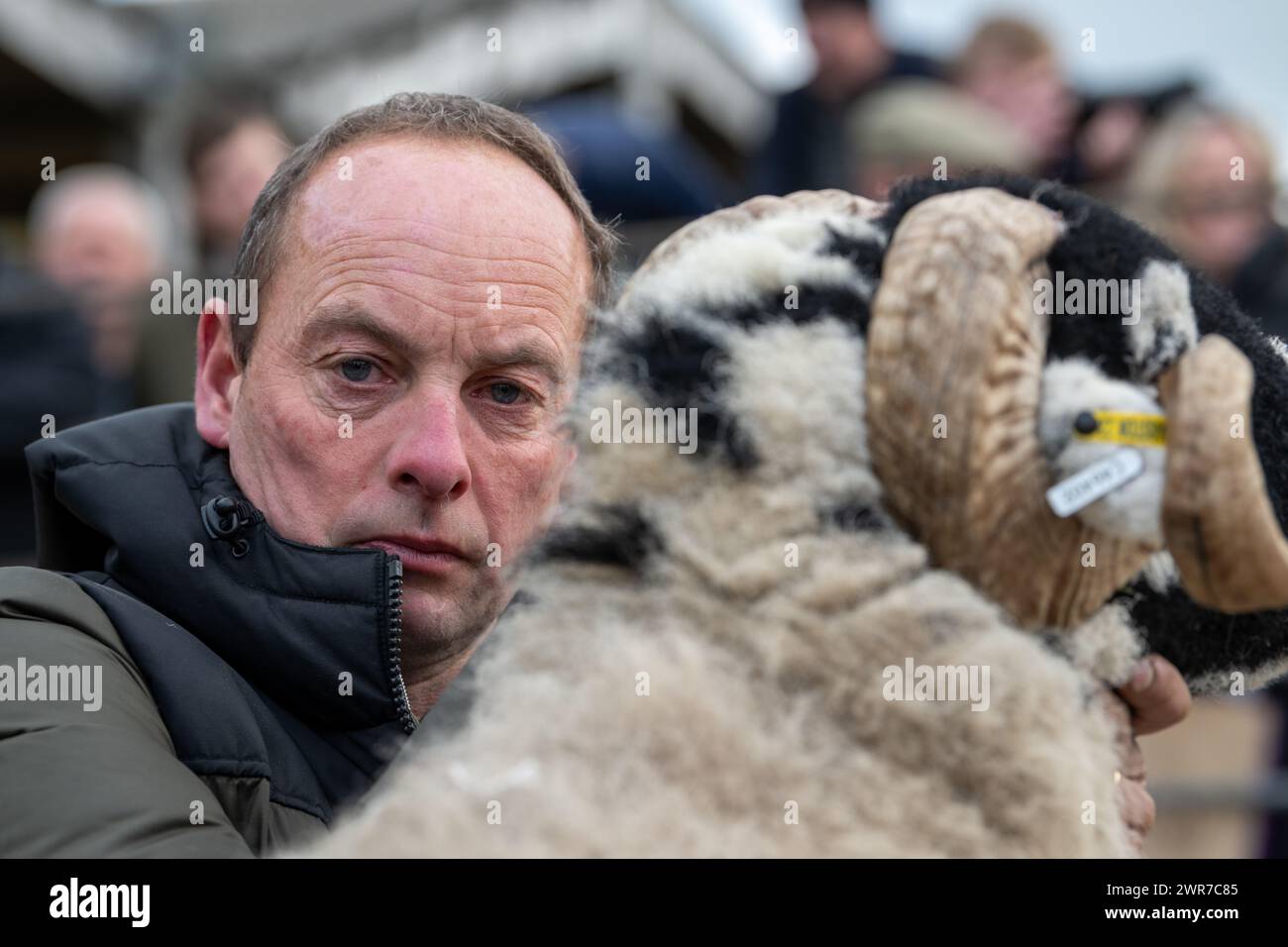 Swaledale ram sale at Hawes Auction mart, North Yorkshire. October 2024. Stock Photo