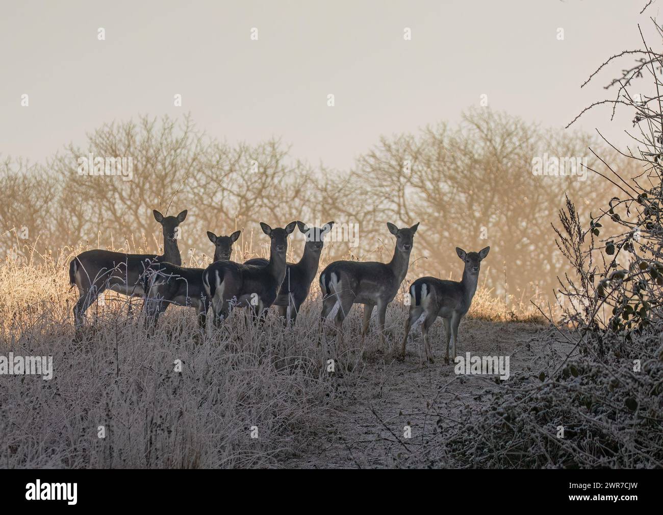 A cold and frosty morning with a small herd of Fallow deer (Dama dama) standing in the frozen grasses on the edge of woodland. Suffolk, UK . Stock Photo