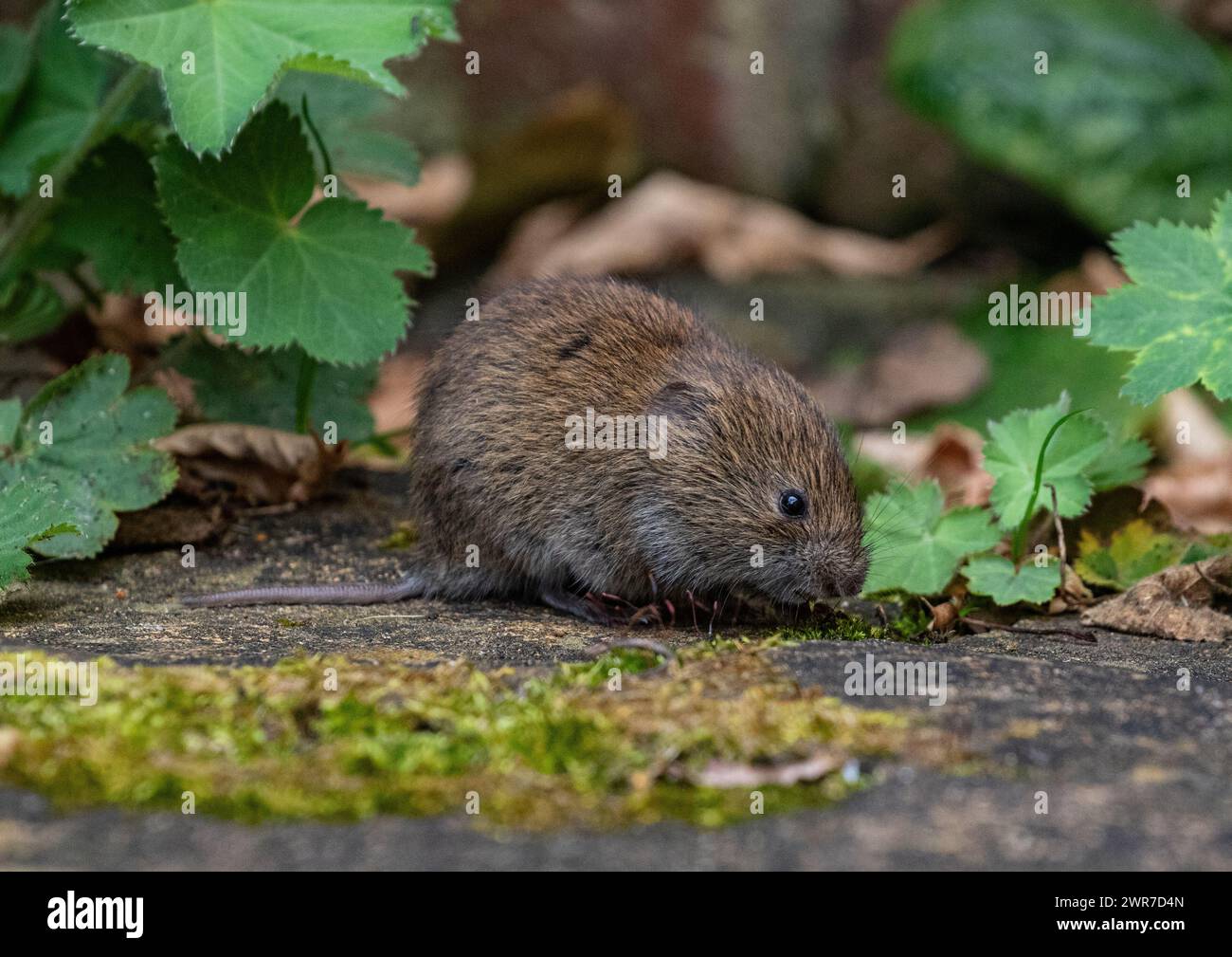 A tiny cute Bank Vole (Myodes glareolus) feeding on the plants and ...