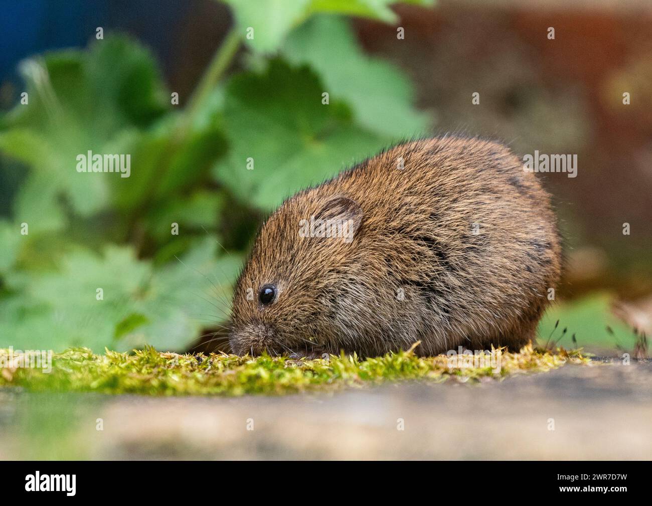 Vole mammal wildlife small tiny furry hi-res stock photography and ...