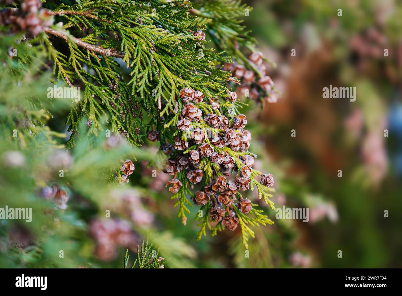 Mature female cones of Port Orford cedar. False cypress. Branche with brown dry seeds in spring. Chamaecyparis lawsoniana. Interesting nature concept Stock Photo