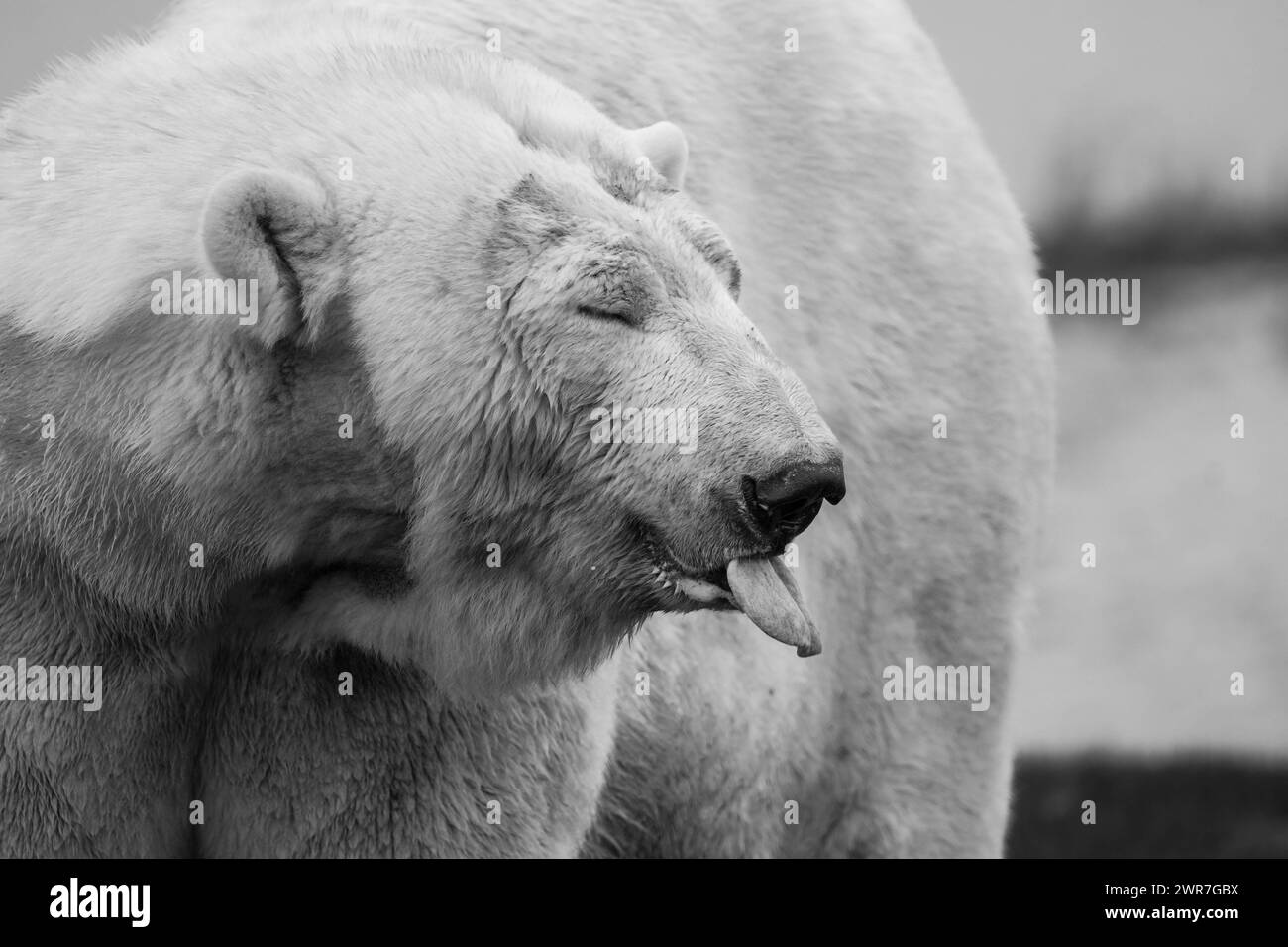 Female polar bears Black and White Stock Photos & Images - Alamy
