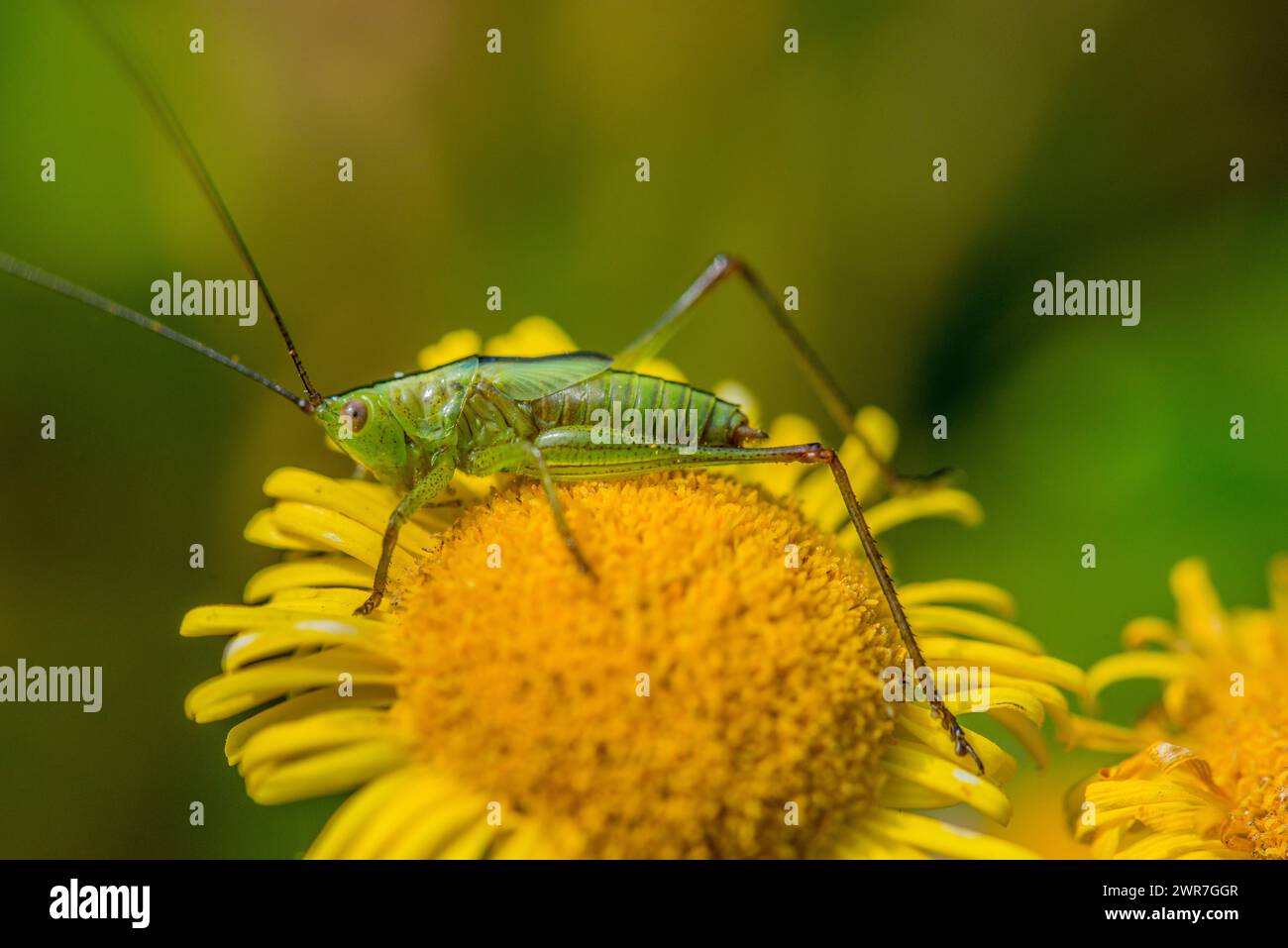 A bushcricket on a yellow flower in summertime in August Stock Photo