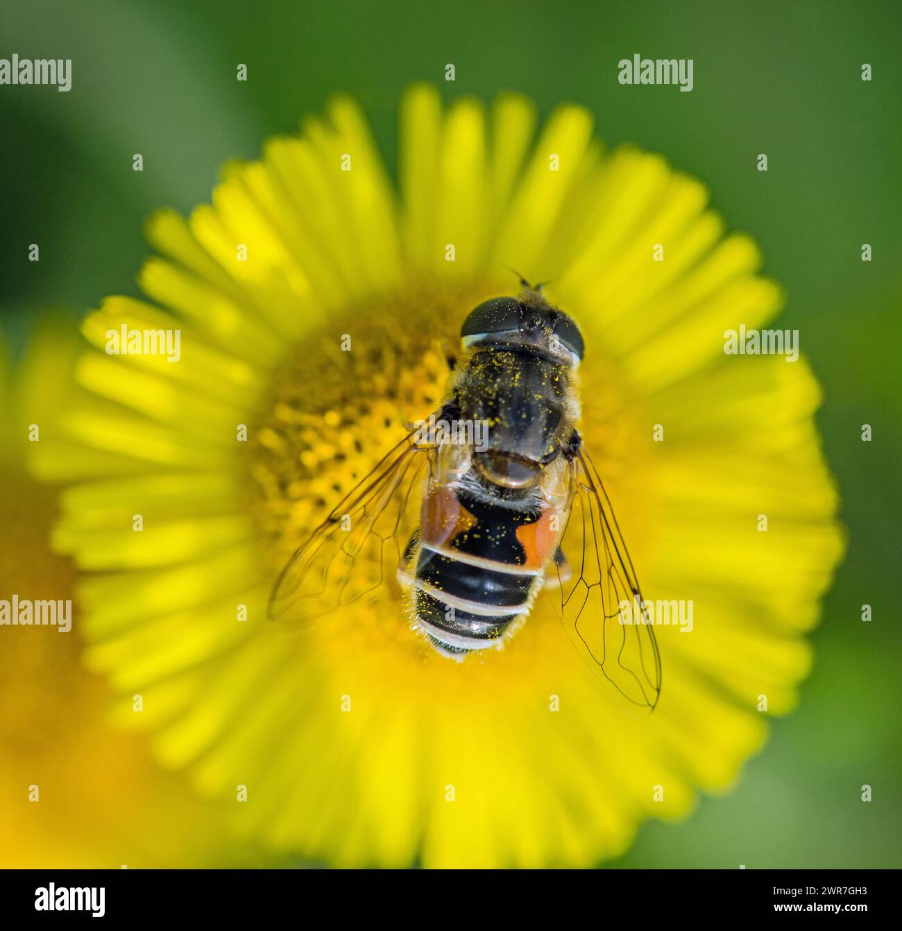 A hoverfly eating into a yellow summer flower against a flower and greenery background Stock Photo