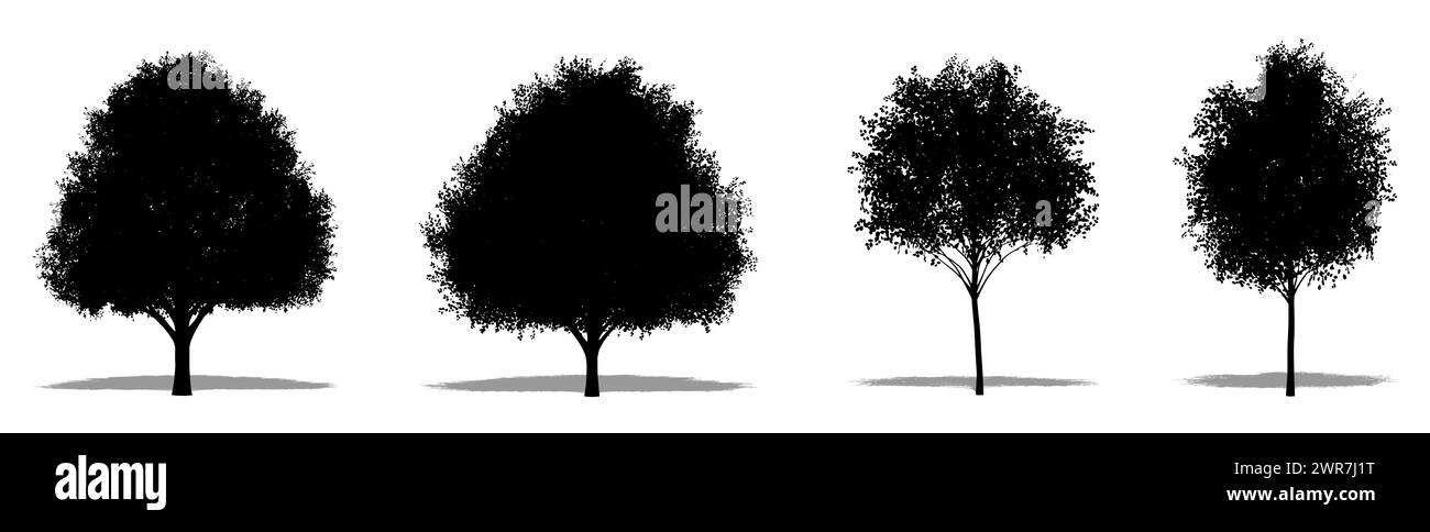 Set or collection of English Oak trees as a black silhouette on white background. Concept or conceptual 3D illustration for nature, planet, ecology an Stock Photo