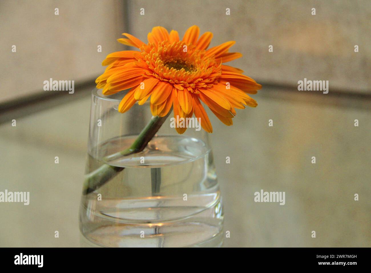 An orange daisy or Gerbera flower. The vivid orange petals are complemented by a contrasting yellow center, creating a stunning display of colour. Stock Photo