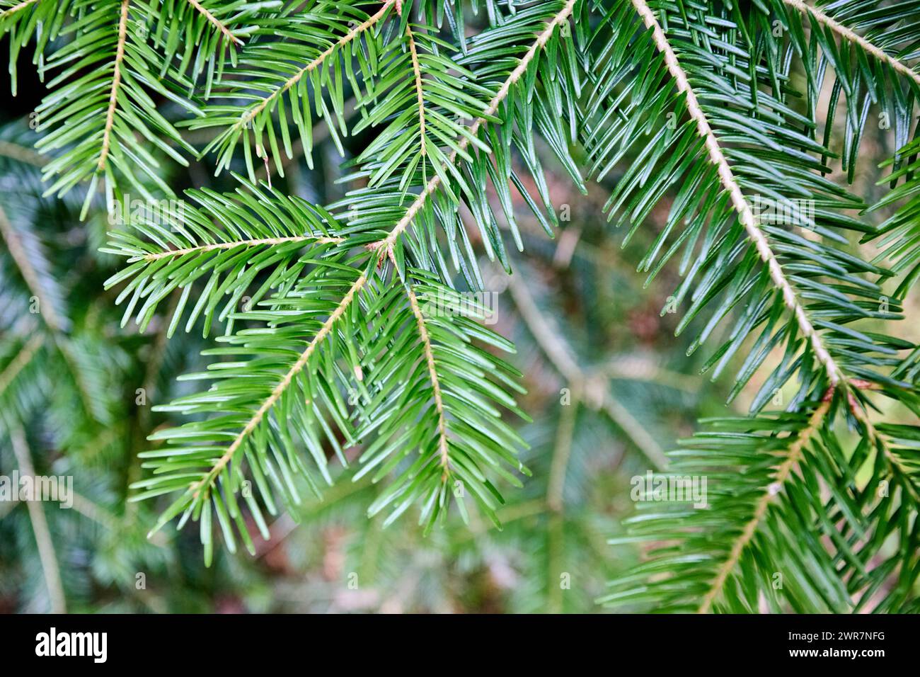 Abies veitchii Veitch's fir Veitch's silver-fir sikokiana coniferous evergreen tree branches. Natural floral background of young fir tree branches. Stock Photo