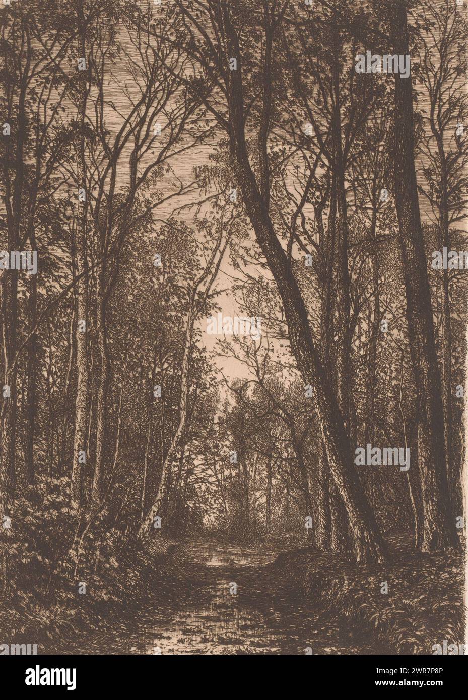 Forest path in autumn, print maker: Alfred Elsen, 1860 - 1910, paper, etching, height 280 mm × width 197 mm, print Stock Photo