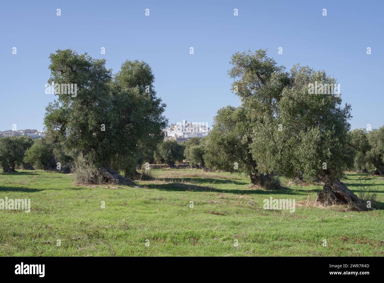 Italy, Apulia, Itria Valley, view of Ostuni from the olive groves Stock Photo