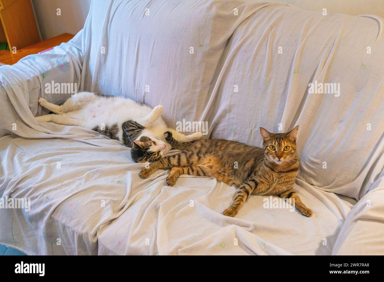 Two cats lying on a sofa. Stock Photo