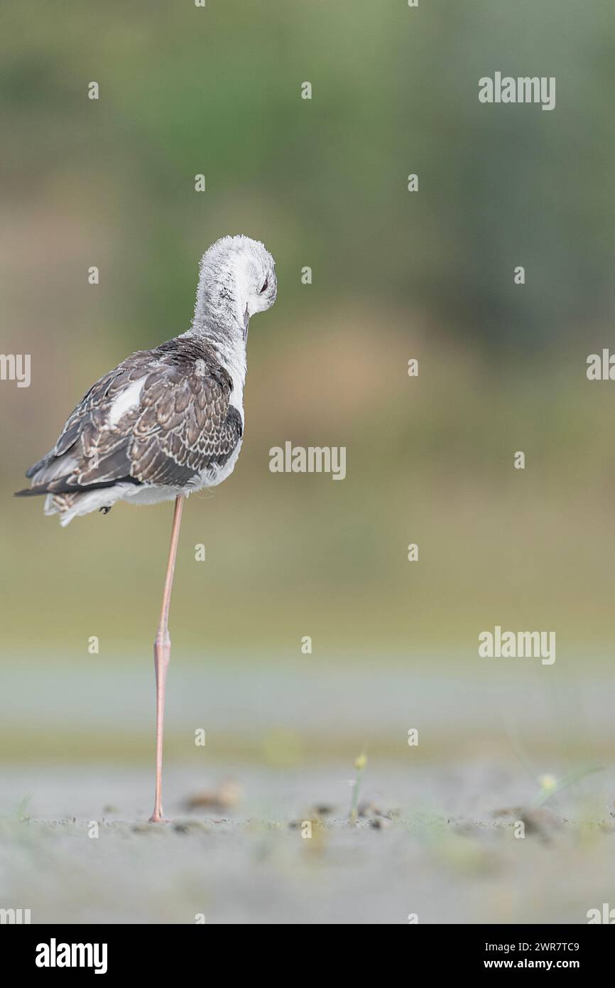 Fine art portrait of young black winged stilt in the summer season (Himantopus himantopus) Stock Photo