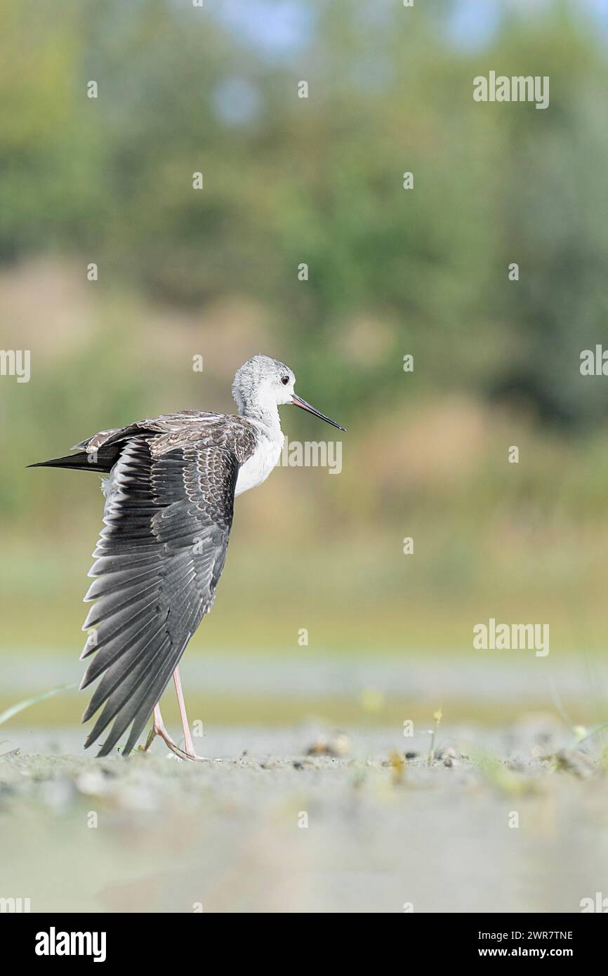 Stretching time, the young black winged stilt (Himantopus himantopus) Stock Photo
