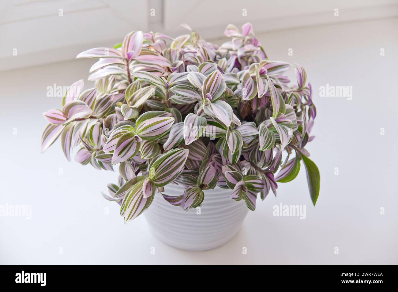 Tradescantia albiflora Nanouk in the white pot on windowsill. Tender home plant with pink, green and purple leaves pattern. Stock Photo