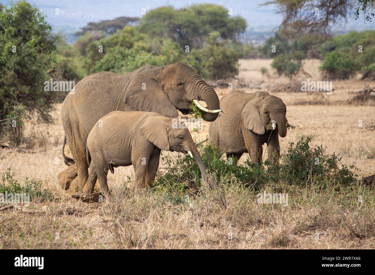 A female African elephant and two calfs grazing in Amboseli National Park, Kenya Stock Photo