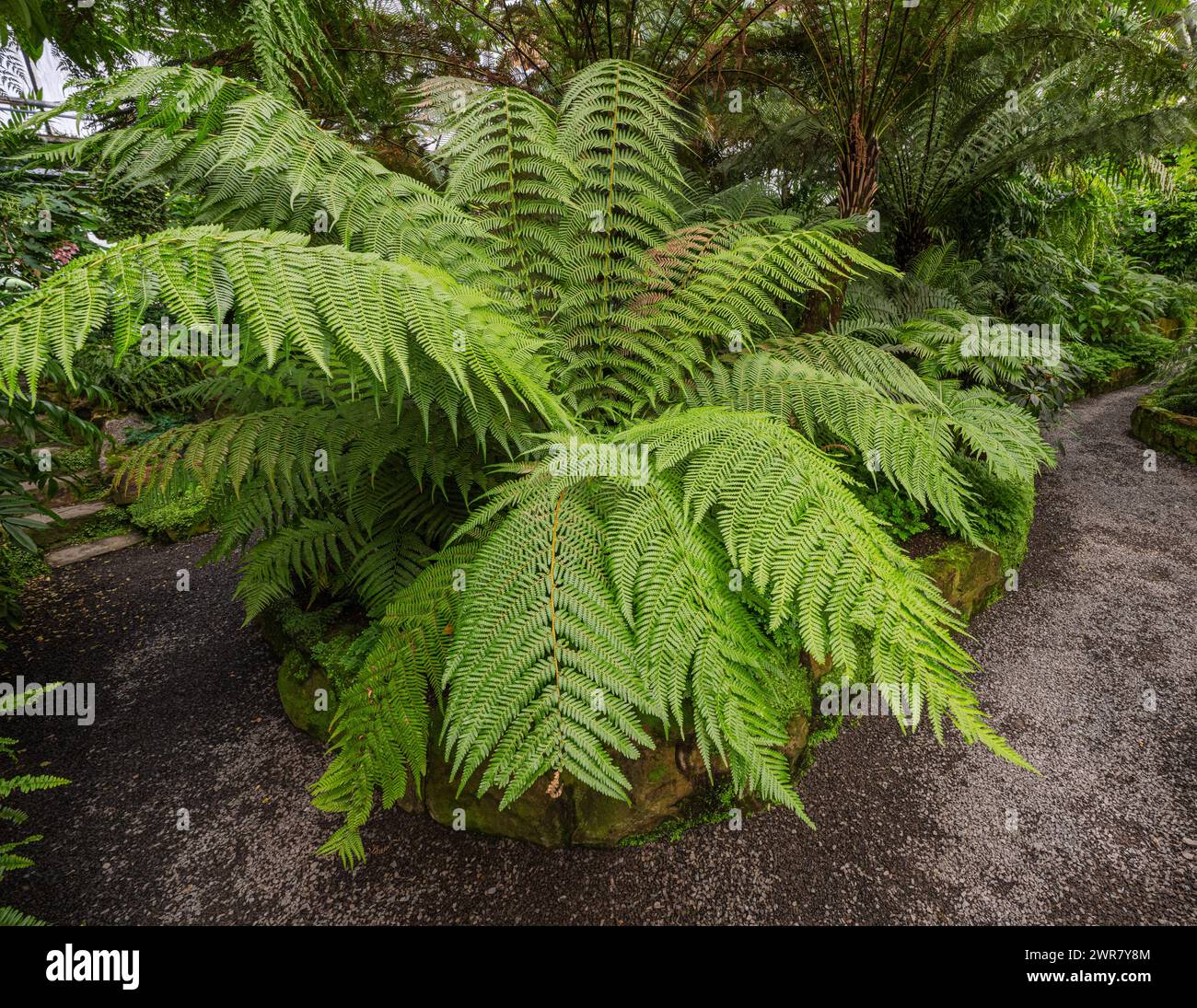 Bright green Australian tree-fern (Dicksonia) leaves Stock Photo