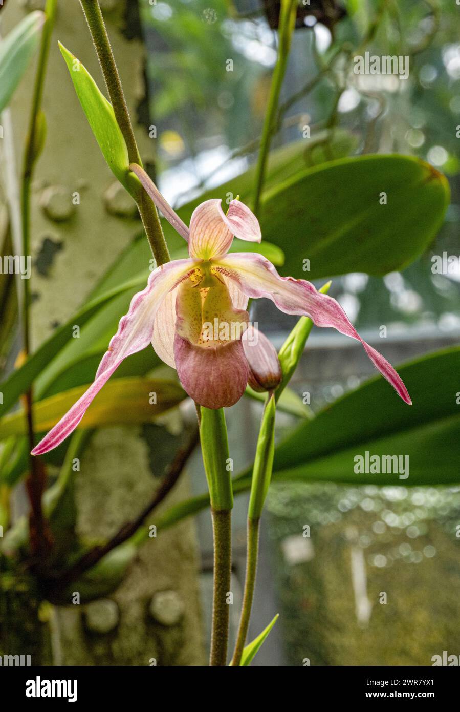 Paphiopedilum Orchid. The genus is native to Southeast Asia. Stock Photo