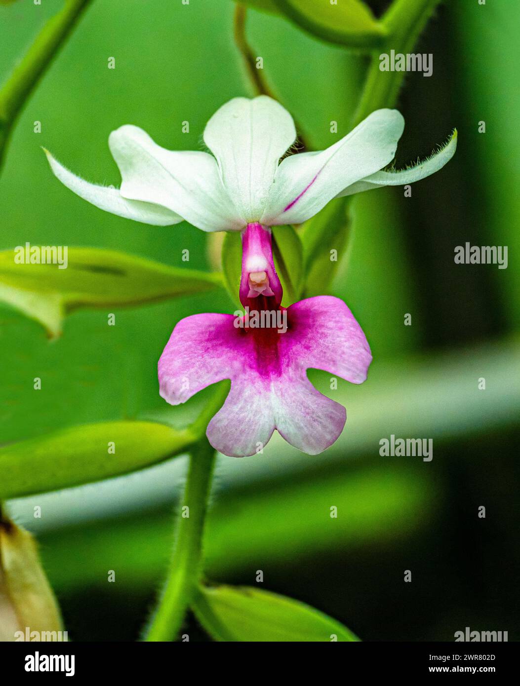 Calanthe vestita. s a species of orchid. Stock Photo