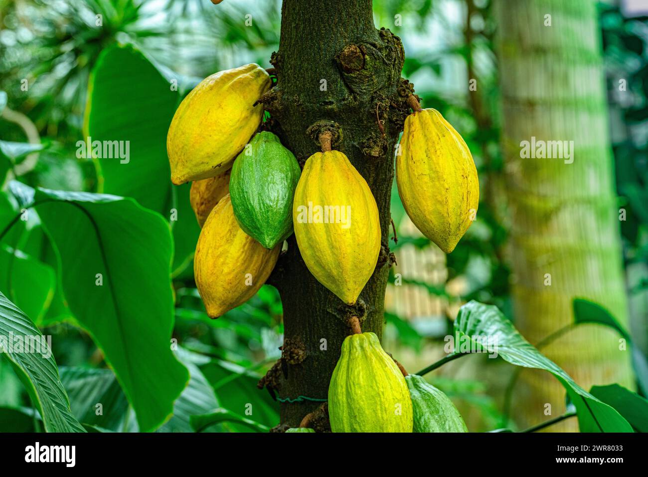 Cacao tree or cocoa tree (Theobroma cacao) is an evergreen tree native to tropical America. Stock Photo