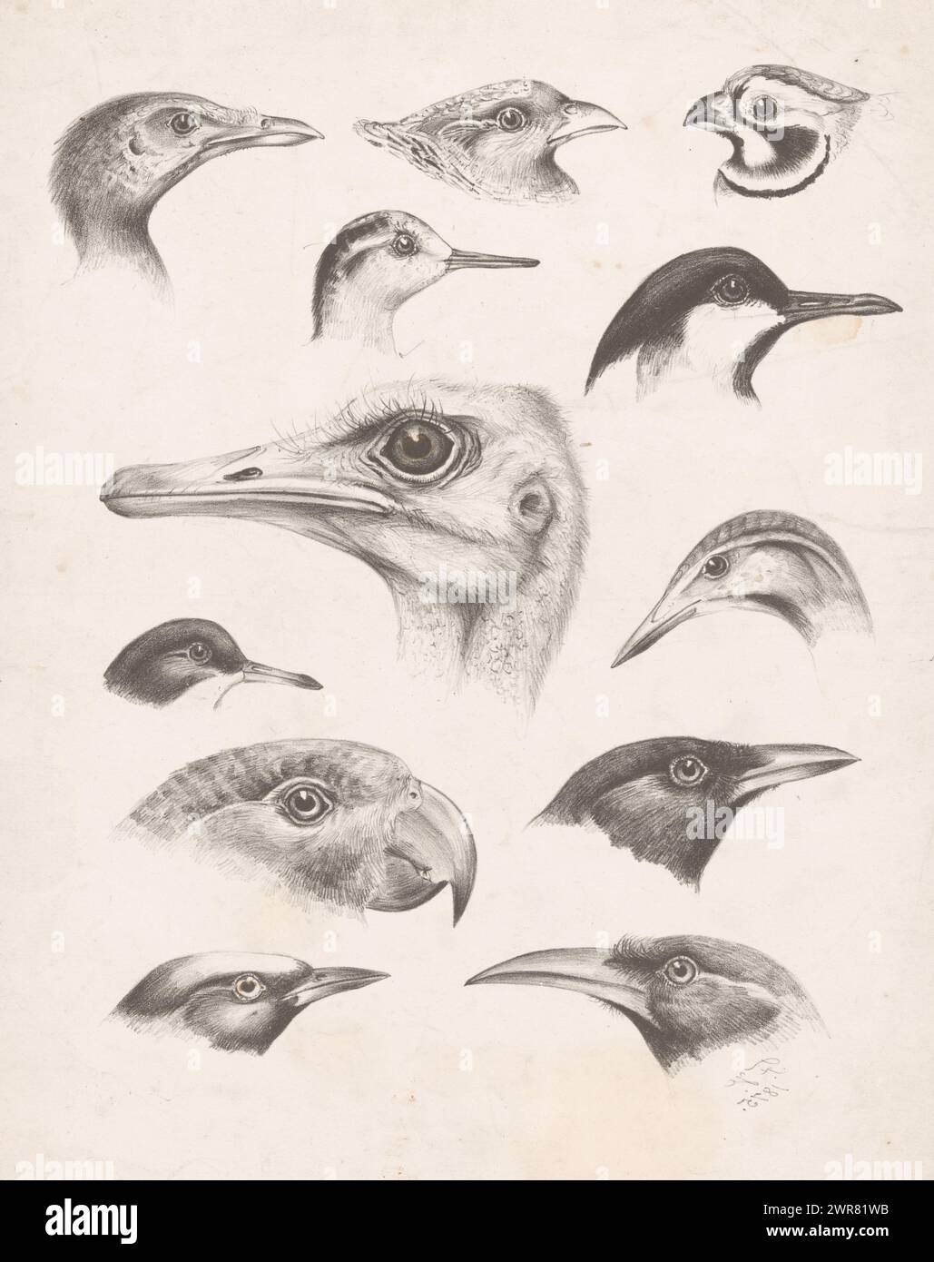 Twelve bird heads, print maker: Floris Verster, 1875, paper, height 309 mm × width 240 mm, print Stock Photo