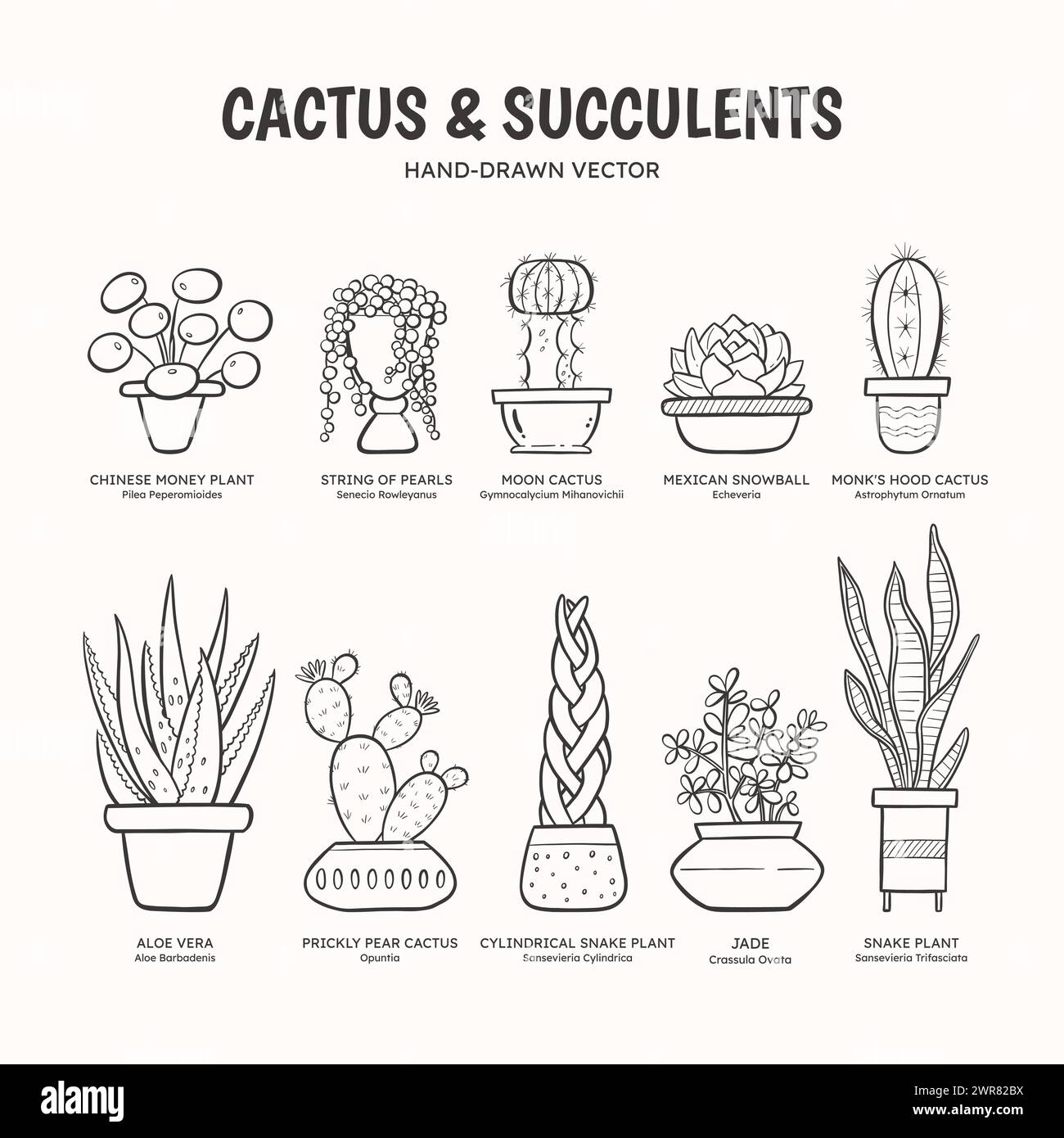 Doodle set of cactus and succulent plants for indoor spaces. Plants and ...