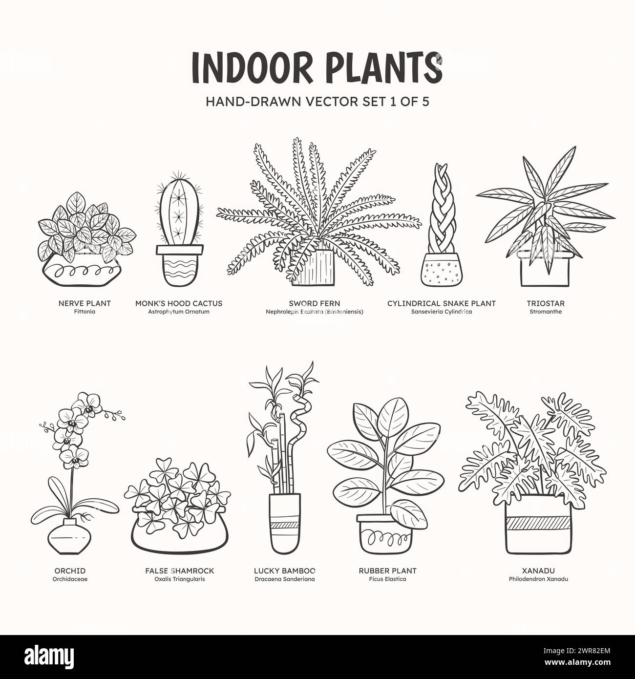 Collection of doodle plants for indoor spaces. Tropical plants