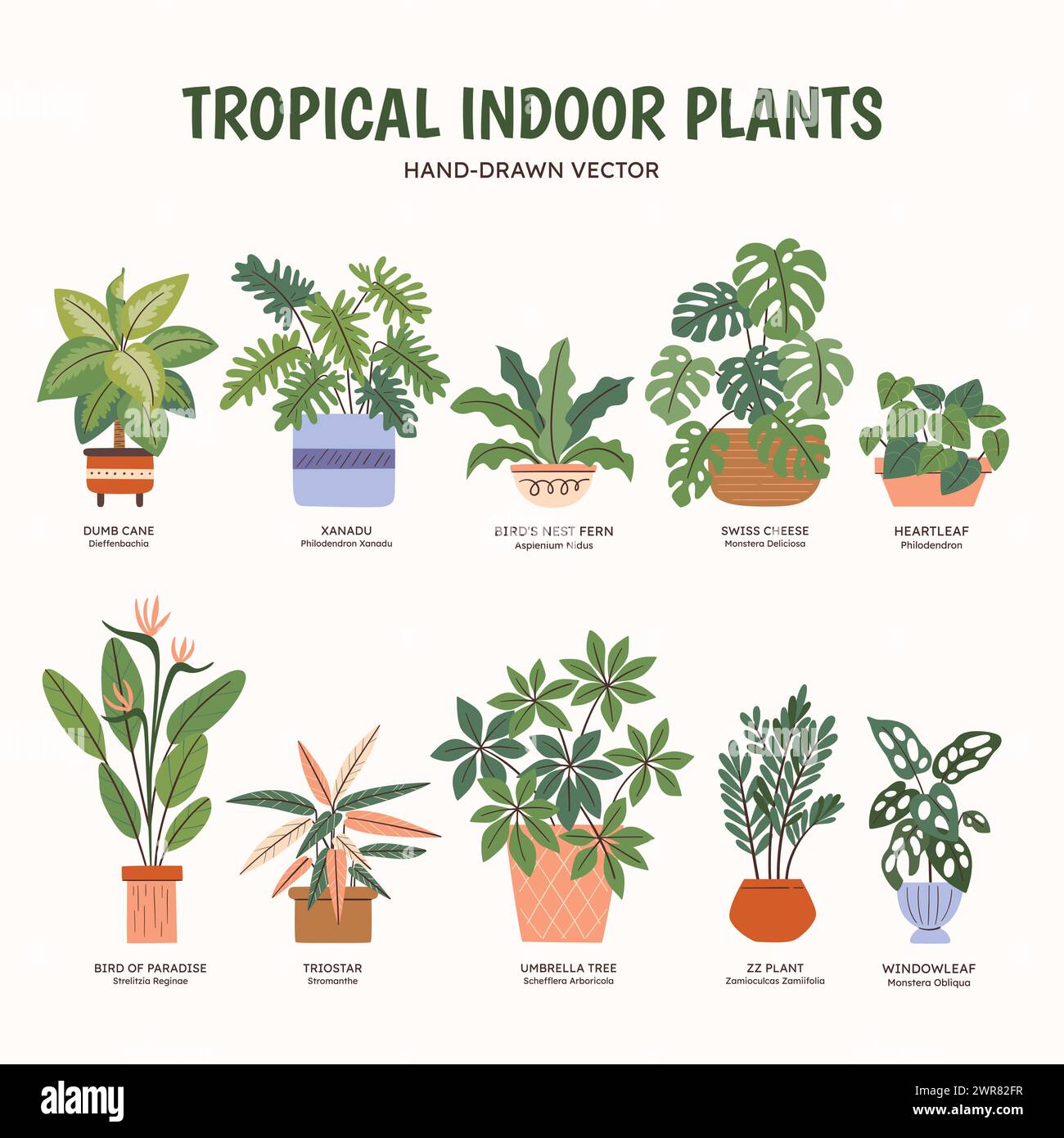 Tropical Plants Names List Tropical Plants Names List